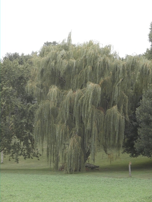 Fast Growing Willows
